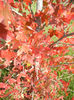 Liquidambar styraciflua (2013, Oct.18)