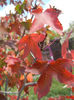 Liquidambar styraciflua (2013, Oct.18)