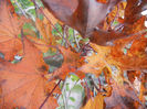 Acer Crimson Sentry (2013, October 14)
