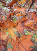 Acer Crimson Sentry (2013, October 14)
