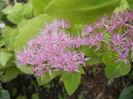 Hylotelephium spectabile (2013, Oct.04)