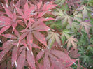 Acer Bloodgood & Katsura (2013, Oct.14)