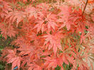 Acer palmatum Bloodgood (2013, Oct.14)