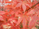 Acer palmatum Bloodgood (2013, Oct.14)