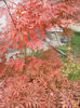 Acer palmatum Bloodgood (2013, Oct.14)