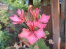 Pink Stellar Geranium (2013, June 20)