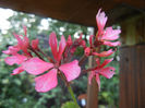 Pink Stellar Geranium (2013, July 10)