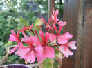 Pink Stellar Geranium (2013, July 10)