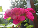 Bright Odette Geranium (2013, Jul.10)