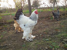 IMG_20131101_160109