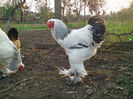 IMG_20131101_160203