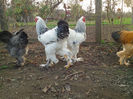 IMG_20131101_160215