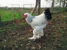 IMG_20131101_160325