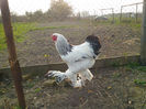IMG_20131101_160426