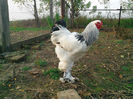 IMG_20131101_160510