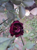 DSC01373
