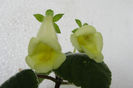 Sinn Conspicua