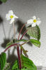 Nipheae Obblonga
