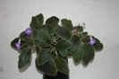 Eucodonia Adele