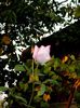 DSCN6892