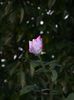 DSCN6895