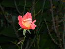 DSCN6908