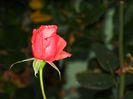 DSCN6909