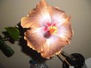 Tahitian Sophistication