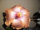 Tahitian Sophistication