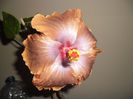 Tahitian Sophistication