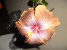 Tahitian Sophistication