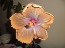 Tahitian Sophistication