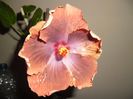Tahitian Sophistication