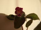 DSCF2284
