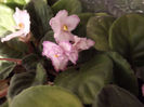 DSCF2294