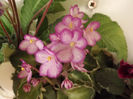 DSCF2292