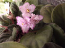 DSCF2296