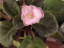 DSCF2297