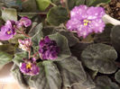 DSCF2360