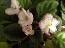 DSCF2361