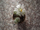 Lithops