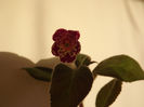 DSCF2286
