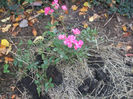 Orleans Rose