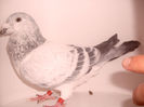 mascul 2012