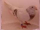 m panzariu 08
