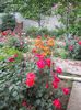 DSCN5004