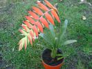 bromelia