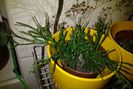 rhipsalis salicornioides