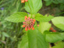 Lantana camara (2013, June 24)