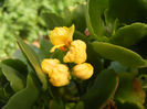 Yellow Kalanchoe (2013, June 23)